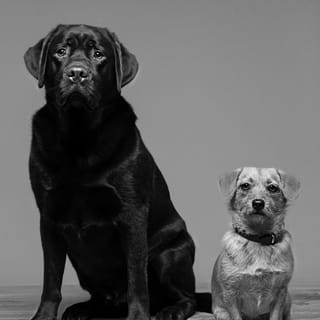 Truffel en Olly